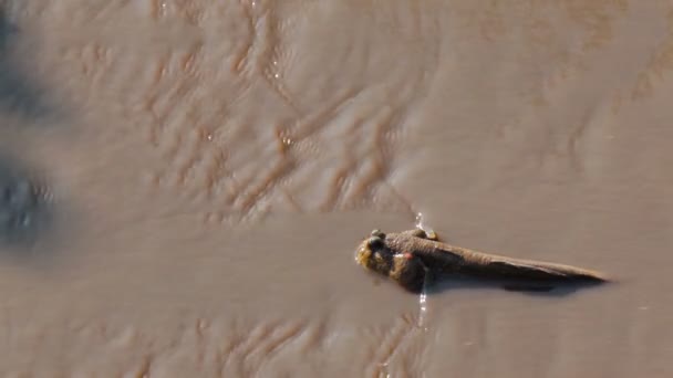 红树林的弹涂鱼 — 图库视频影像