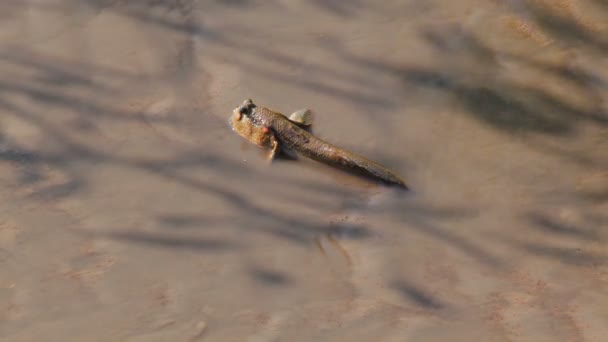 Mudskipper nella foresta di mangrovie — Video Stock