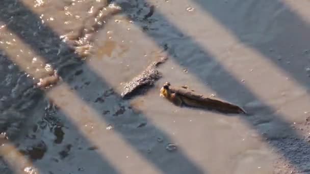 맹그로브 숲에서 mudskipper — 비디오