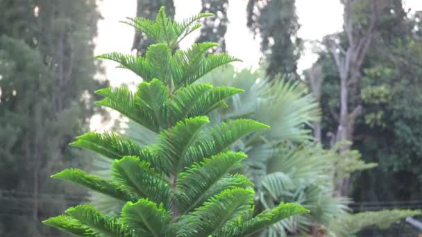 Groene pijnbomen branch bewegen in de wind — Stockvideo