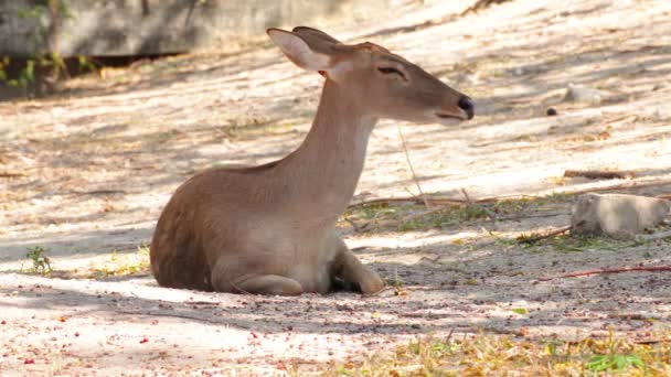 Красный олень, сидя, прижимается к земле об забор — стоковое видео