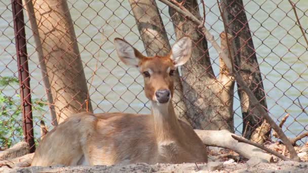 Cerf rouge, assis, accroupi par terre contre la clôture — Video