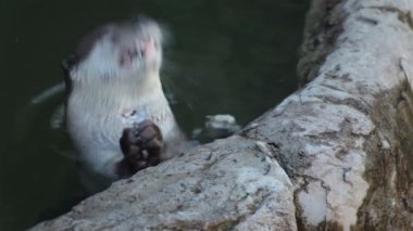 Su samuru gölette küçük balık
