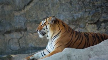 Şelale ve etrafa önünde kaplan uzan