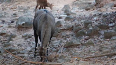 Nilgai Karaca, bilim adı: Boselaphus tragocamelus, ormanda yiyecek arama