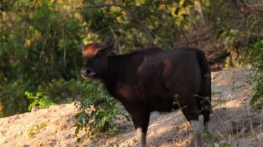Guar kadın, bilim adı: Bos Gaurus, ormanda ayakta