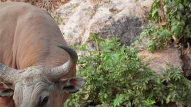 Bant veya Red Bull, erkek portre baş