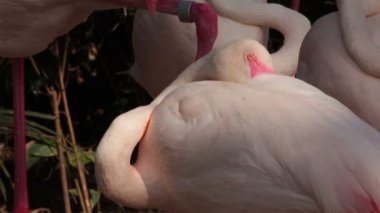 Flamingo kuşu uyku veya toprağa, closeup istirahat için bırakmasını