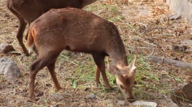 Kızıl geyik beyaz kuyruk, ormanda yiyecek arama