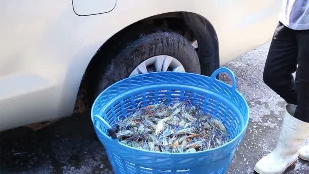 Camarones frescos o langostinos en cesta para la venta o comprar en el mercado — Vídeo de stock