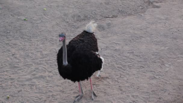 Autruche marchant sur le sable, vue sur le dessus — Video