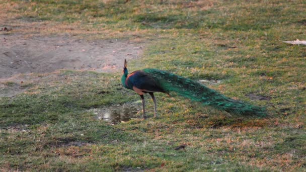 Indiska påfågel eller peacock, vetenskap namn: Pavo Cristatus, dricka vatten på grönt gräs — Stockvideo