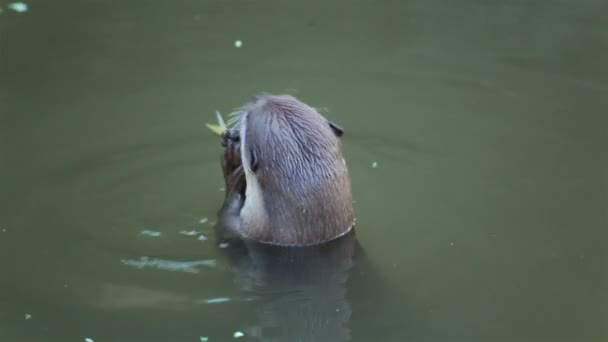 Lontra mangiare piccoli pesci in stagno — Video Stock