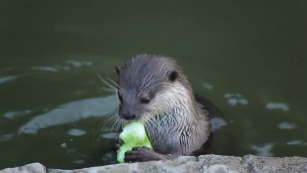 Otter eten groene komkommer in vijver — Stockvideo