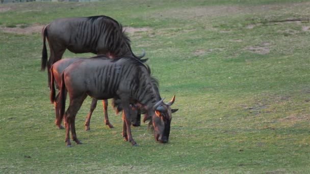 Wildebeest gå på grönt gräs — Stockvideo