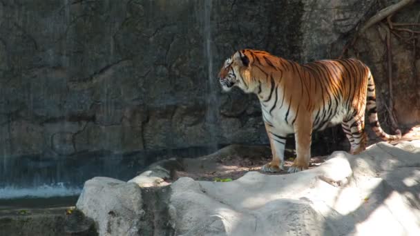 Тигр стоит перед водопадом и оглядывается вокруг — стоковое видео