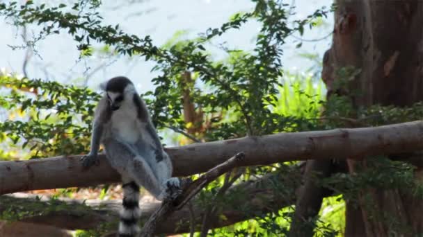 Lemurs de cola anillada sentados en el árbol y mirando a su alrededor — Vídeos de Stock