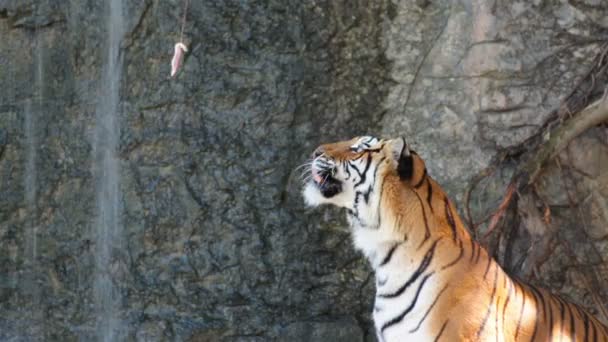 Кормление тигра мясом для демонстрации — стоковое видео