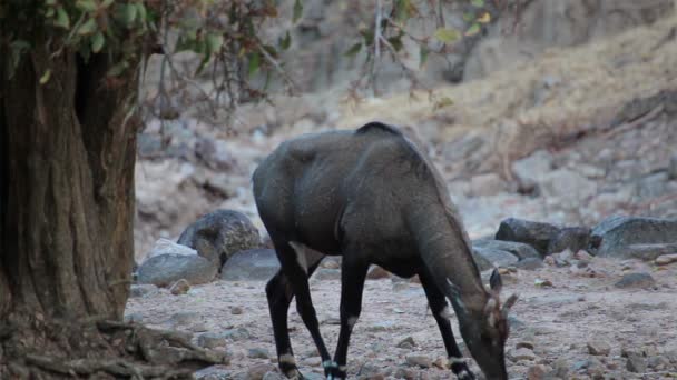 Nilgai antelope, science name: Boselaphus tragocamelus, foraging in the woods — стоковое видео