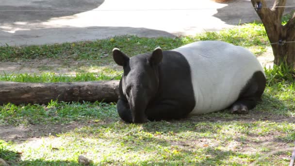 Tapir malaio ou Tapirus Indicus, deitar ou dormir para descansar na grama verde — Vídeo de Stock