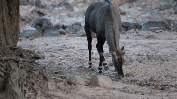 Nilgai-Antilope, wissenschaftlicher Name: Boselaphus tragocamelus, auf Nahrungssuche im Wald — Stockvideo
