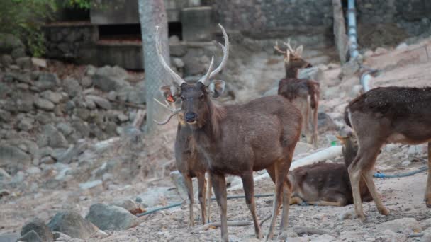 Ciervos de pie y forrajeando en el bosque — Vídeo de stock