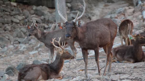 Cerfs debout et butinant dans les bois — Video