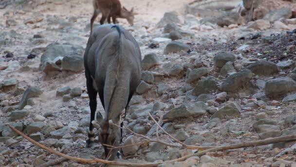 Nilgai antilop, vetenskap namn: Boselaphus tragocamelus, födosök i skogen — Stockvideo