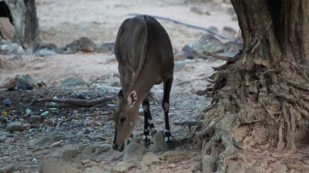 Nilgai antilop, vetenskap namn: Boselaphus tragocamelus, födosök i skogen — Stockvideo