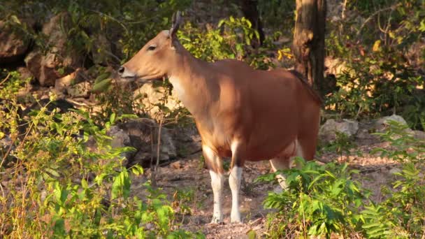 Banteng eller Red Bull kvinnliga stand och ute i skogen — Stockvideo