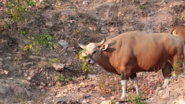 Banteng or Red Bull female stand and looking in forest — Stock Video