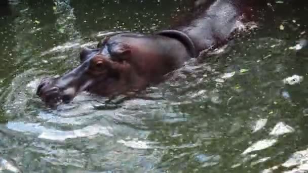 Hipopótamo, hipopótamo en el estanque — Vídeos de Stock