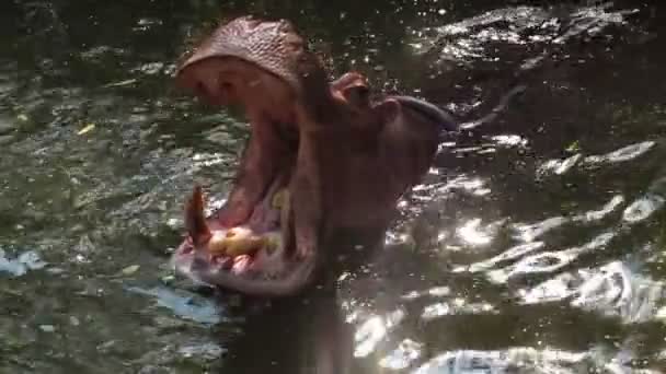 Hippo, hippopotamus open mouth and yawn in pond — Stock Video