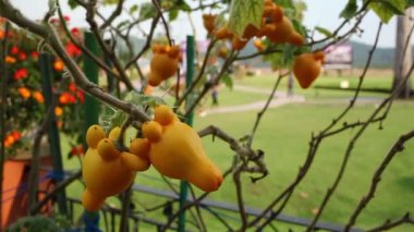 Solanum mammosum, ortak adları nipplefruit, titty meyve, ineğin meme, rüzgara karşı hareket