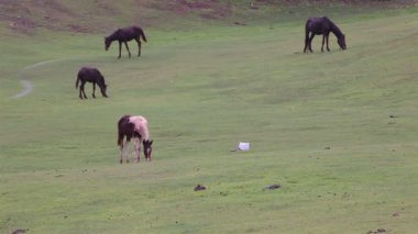 At yemek veya yeşil çim alanda yiyecek arama