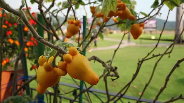 Solanum mammosum, běžné názvy nipplefruit, titty ovoce, kravského vemene, pohybující se ve větru — Stock video