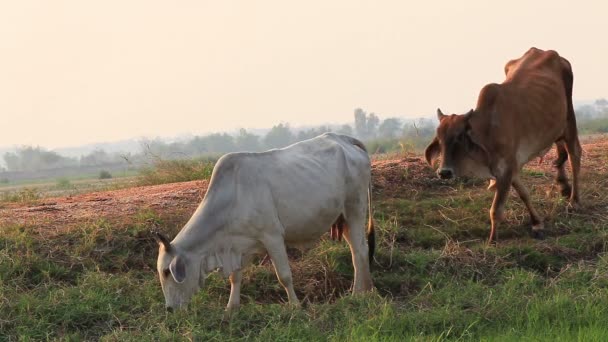 Koeien witte en bruine grazen op groene weide veld — Stockvideo