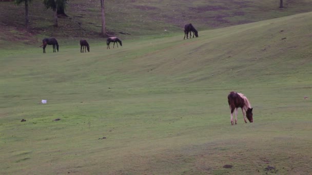 Horse eat or foraging in green grass field — Stock Video