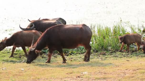 Wasserbüffel fressen frisches Gras und laufen auf Feld in Flussnähe — Stockvideo