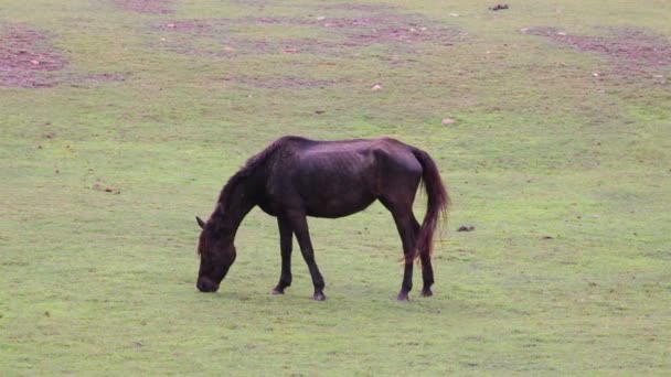 Cavalo comer ou forrageamento no campo de grama verde — Vídeo de Stock