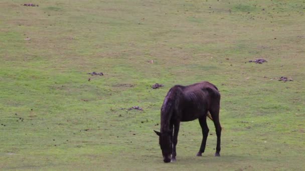 Cavalo comer ou forrageamento no campo de grama verde — Vídeo de Stock