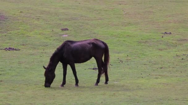 Cheval manger ou de la recherche de nourriture dans les champs d'herbe verte 