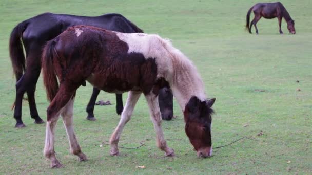 Cavallo mangiare o foraggiamento nel campo di erba verde — Video Stock