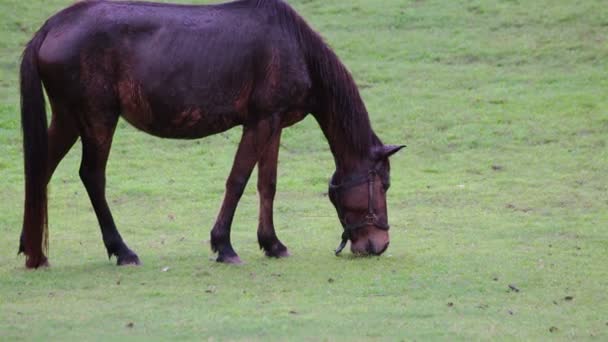 Hästen äter eller födosök i gröngräset fält — Stockvideo