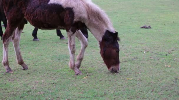 Cheval manger ou de la recherche de nourriture dans les champs d'herbe verte 