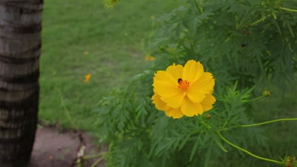 Bij op de gele bloem — Stockvideo