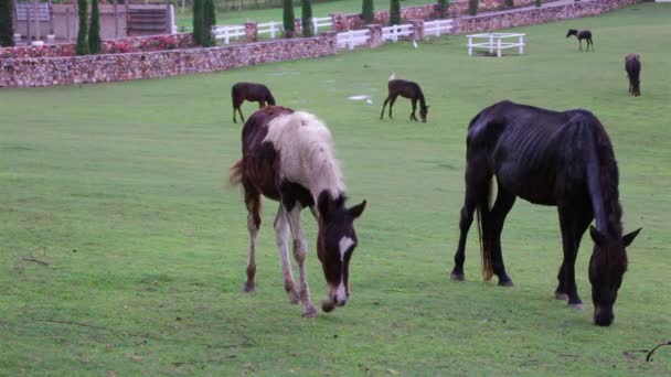 Cheval manger ou de la recherche de nourriture dans les champs d'herbe verte 