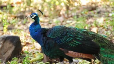 Hint tavuskuşu veya tavus kuşu stand ve yere tüylü soyunma