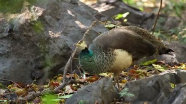 Hintli kadın tavus veya tavus kuşu stand ve yere yürüme