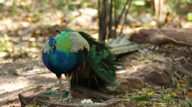 Hint tavuskuşu veya tavus kuşu stand ve yere tüylü soyunma
